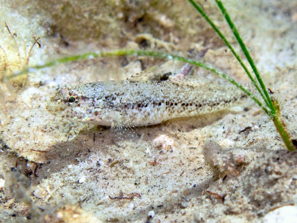 Gobius couchi (Miller & El-Tawil, 1974)